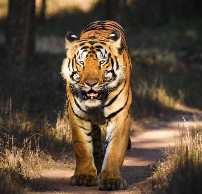 Tadoba Tiger Reserve